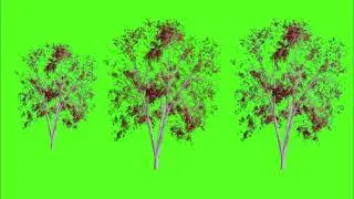 green screen tree, green screen tree falling, green screen trees blowing in the wind, green screen