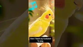 How I Teach My  Cockatiel to Sing a tune 🎶 📍 #CockatielSinging #LutinoCockatiel #BirdTraining