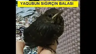 YAQUBUN BALA SIĞIRÇINI - starling  - black bird - YAVRU KUŞ - скворец