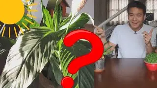 Sol da MANH&Atilde; e da TARDE s&atilde;o diferentes para as plantas. Entenda.