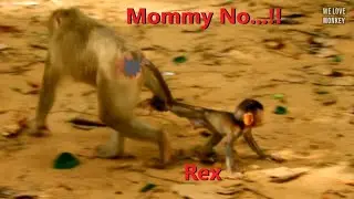 Baby Monkey Rex What's Wrong With Your Mom Rose? Why Dragging Baby Rex Like This? Mommy Rose Angry?