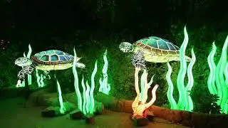 MAGIC OCEAN - ZOO VAN ANTWERPEN