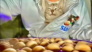 Deep Relax ASMR｜Cat Purring & Wooden Balls【live】