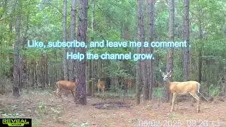 Trail camera clips at the salt lick 1 #deer #nature #wildlife #fawns #deercamera #feed #saltblock
