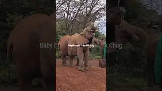 Baby Elephants' Adorable Milk Mukbang! 🐘🍼 (Sheldrick Wildlife Trust) #elephant