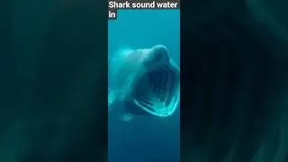 How Sharks Hear Underwater (And Why It Matters) deep ocean sound #shark