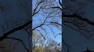 Amidst the trees #shorts #hiking #nature