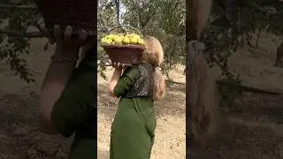 🍇🍐Kurdish Girl with Garden Fruits #fruitharvest #garden #farmlife #countrylifevlog