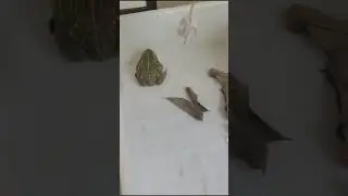 非洲牛蛙跳跃亲吻老鼠 African bullfrog jumping and kissing mouse