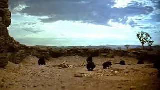 How many man-apes &mdash; 2001: A Space Odyssey &mdash; Black