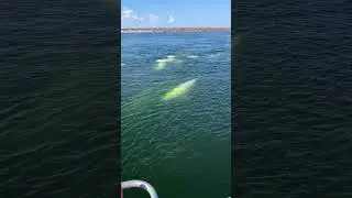 Beluga whales in Churchill, Manitoba
