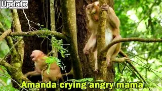 Cute baby monkey Amanda shout crying angry mama Ashley reject her sucking milk/Ashley adopt new baby