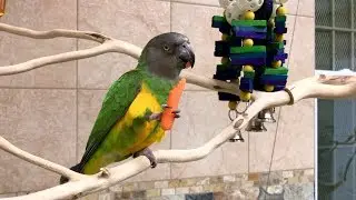 Senegal Parrot vs Cape Parrot Eating Carrots