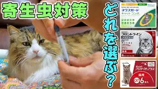 【猫のノミダニ寄生虫対策】ネクスガードキャットコンボとフロントラインの違い🐈多頭飼い必見の低価格ジェネリックも紹介