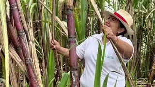 ASOCIACI&Oacute;N FLOR DE CA&Ntilde;A DE SIGCHOS EXPORT&Oacute; 465 TONELADAS DE PANELA GRANULADA DURANTE 2025