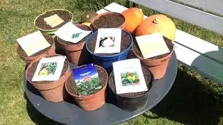 Ini's moestuin #8   Brandnetelgier maken &  Zaaien  courgette, pompoenen, komkommer, meloen.