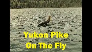 Fly Fishing the Yukon.  Chasing Good Weather and Big Pike.  Can I Outdo My Daughter or am I Jinxed?