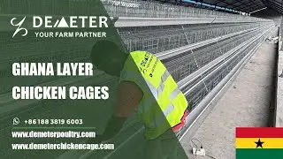 How to Start Poultry Farm in Ghana with Layer Battery Chicken Cage System #chickencageghana