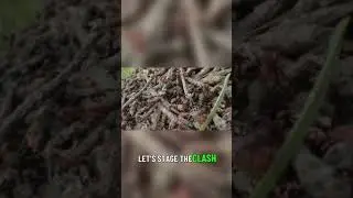 Chemical Warfare in Ant Battles: The Hidden Tactics ☠️🐝