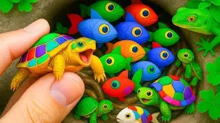 Fish Max Colors 4K &ndash; Colorful Freshwater Fish & Turtles 🐠🐢