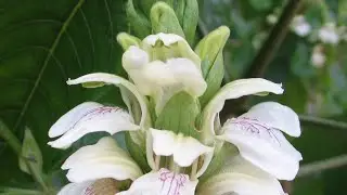 Addasaram plant uses in telugu| Cure respiratory problems|#అడ్డసరం