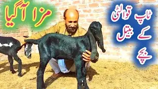 top class Pure Beetal Amritsari Baby Goat || and Pink Got Kids kids goat farming