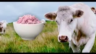 Implantation of bovine cells into rice, Korean scientists create 