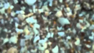 100_0006.webmvp8.webm