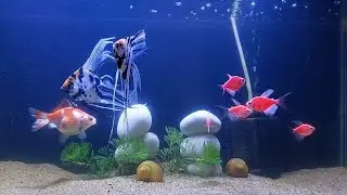My Community Aquarium Tank Setup #glowfish #aquarium #goldfish #viralvideo