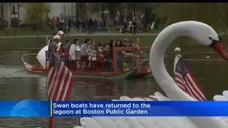Swan Boats Officially Back For Summer In Boston
