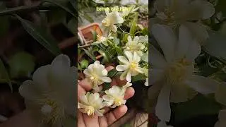 கொடி எலுமிச்சை Lemon Vine Plant Creeper Plant varieties Hanging plants