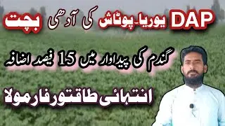 Advanced fertilizer plan of wheat production/ dap fertilizer
