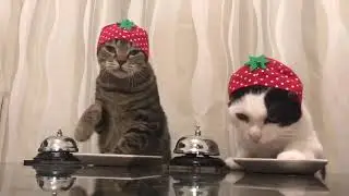 The Cat is on the Table - Fabrizio Il Boh&eacute;mien - Deep House