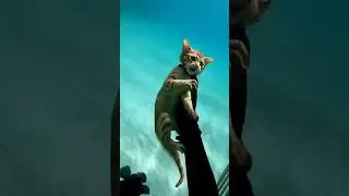 POV: You Rescue a Crying Cat From the Water 🐱#POVRescue #CatRescueVideo #UnderwaterPOV #shorts