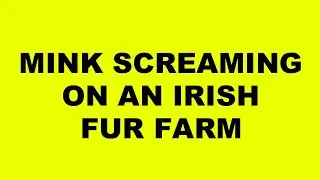 Mink screaming: Tell Irish Government to shut down fur farms