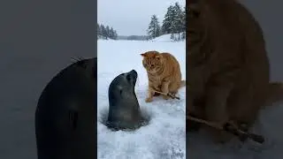 Listen, buddy, this is my fishing spot! 🐈🦭 #kreadul #cat #ai