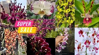 🔴FLASH SALE SIANG ‼️ Kamis manis obral murah anggrek super koleksi🤗😍