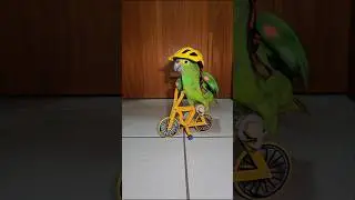 Parrot doing BMX stunts #parrot #birds #animalshorts #pets #cycling #cute #cyclist #animals #bike