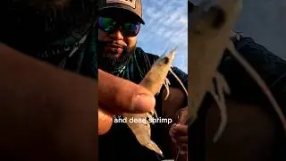 FISHING with dead shrimp to catch a Black Drum Dinner #fishing #fish