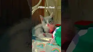 Filter vs Real!&hearts;️🌸💖 #preppy #cat #cuteanimals #kitten #cute
