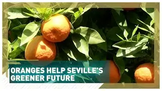 Oranges help Seville's greener future