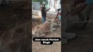 gau seva #cow #help #animals #art #shortvideo #shorts #trending #motivation #premanandjimaharaj