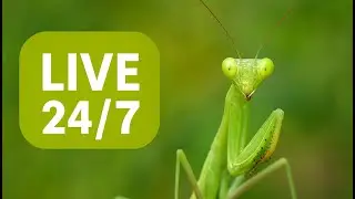 LIVE Mantis Cam 🦗 Baby Praying Mantis 24/7 | Relax, Study, Sleep | Nature Live Stream