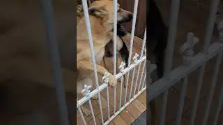 #germanshepherdlovers #shortvideos #germanshepherd #viral