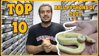 Lord Elion's Top 10 Ball Pythons Of 2021! Produced By Mutation Creation