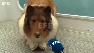 У меня брали интервью как у человека, который стал собакой!