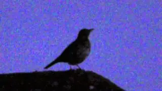 Birds  Song Thrush sings dawn chorus 24June15 Cambs UK 350am