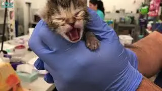 Kitten Nursery is Open and Needs Fosters