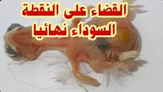 طريقة مذهلة للقضاء على النقطة السوداء وإطعام فراخ الكناري حديثي الولادة
