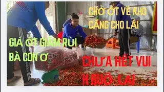 Đợi bẻ ớt chở về dựa